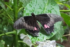 Heraclides anchisiades capys