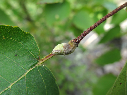 Betula lanata