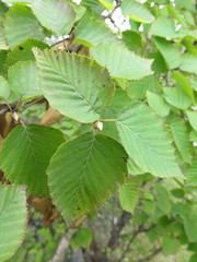 Betula lanata
