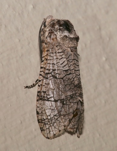 Prionoxystus macmurtrei image
