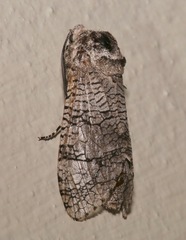 Image of Prionoxystus macmurtrei