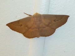 Monoctenia falernaria