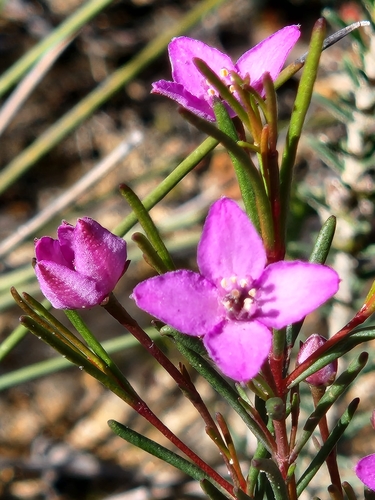 Boronia filifolia F.Muell.