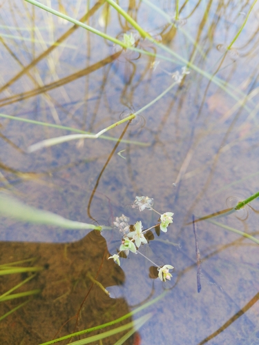 Image of Stream Muggiegrass (Adenogramma natans) by (c) bullwooding, some rights reserved (CC BY)
