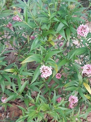 Arachnothryx leucophylla