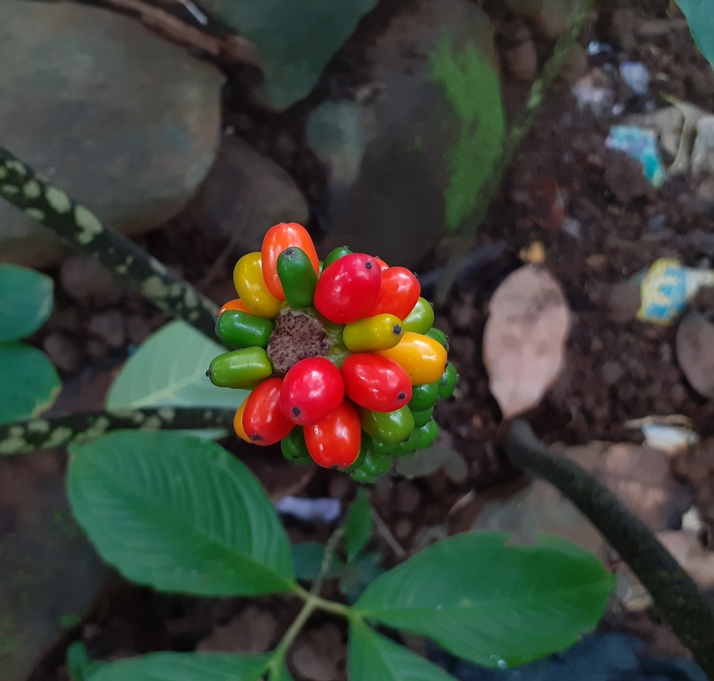 plants from Chhota Kashmir Park. on September 3, 2023 at 10:43 AM by ...