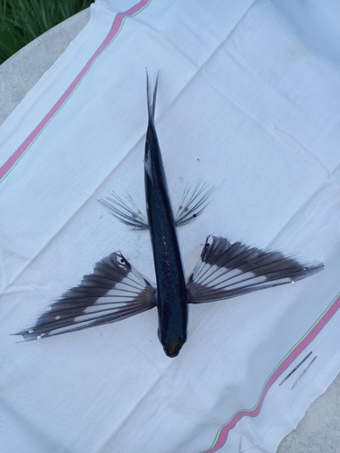Doublebearded flyingfish (Cheilopogon furcatus) — Exocoetidae