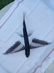 Spotfin Flyingfish photo 3