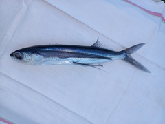 Spotfin Flyingfish photo 5
