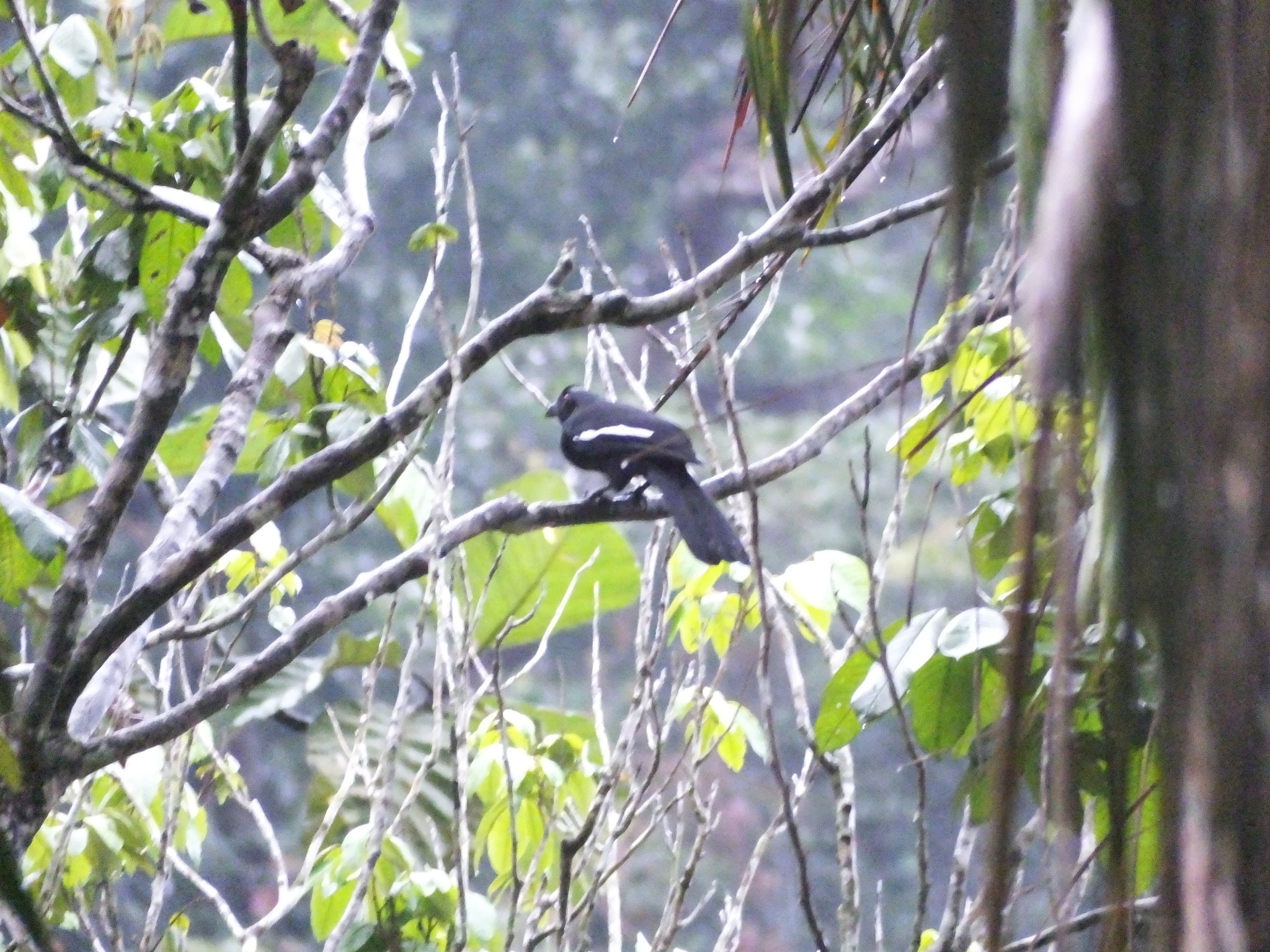 Malayan Black Magpie (Platysmurus leucopterus), photo 4