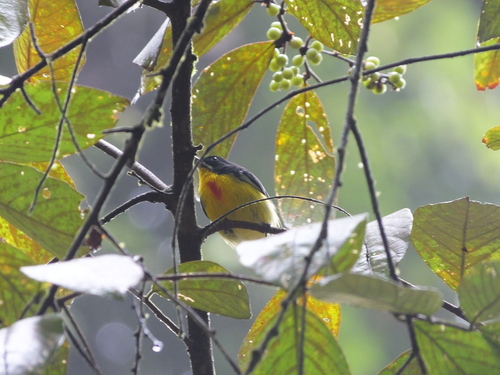 Crimson-breasted Flowerpecker (Prionochilus percussus), photo 10