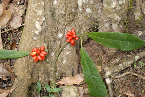 Aucuba japonica
