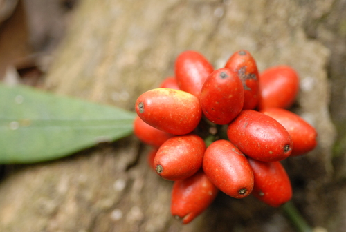Aucuba japonica
