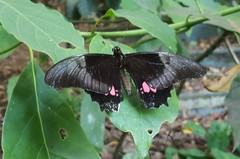 Heraclides anchisiades capys