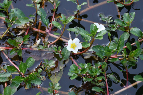 Ludwigia adscendens iNat (3)