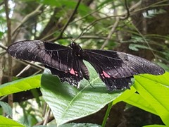 Heraclides anchisiades capys