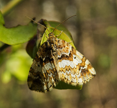 Enchoria lacteata