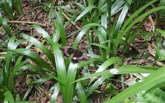 Heraclides anchisiades capys