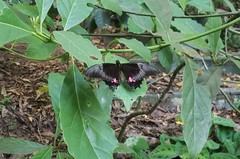 Heraclides anchisiades capys