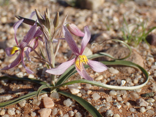 Cyanella ramosissima (Cyanella ramosissima)