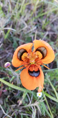 Image of Moraea tulbaghensis by (c) bullwooding, some rights reserved (CC BY)