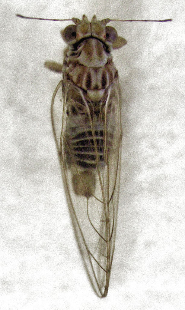 Powellia bifida