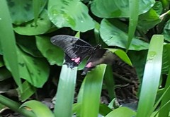 Heraclides anchisiades capys