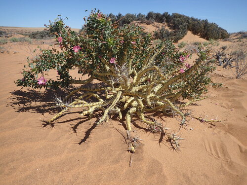 Monsonia patersonii