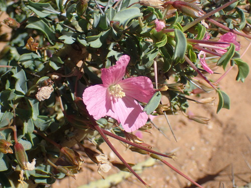 Monsonia patersonii