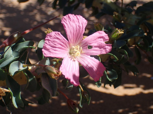 Monsonia patersonii