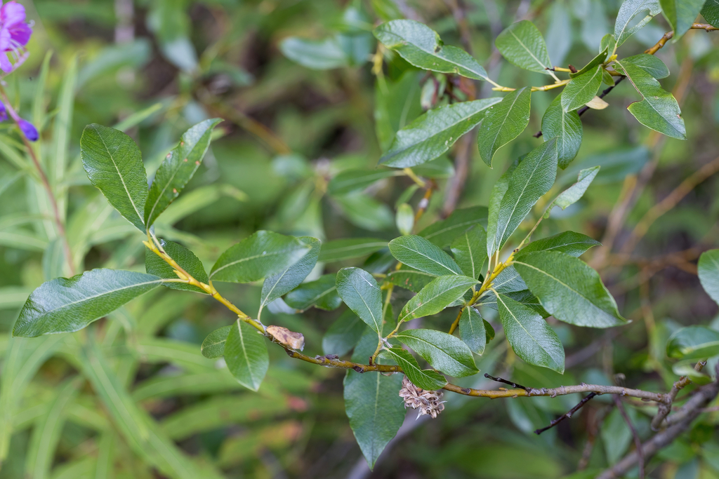 Tea-leaved Willow from г. Ревда, Свердловская обл., Россия on July 29 ...