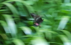 Heraclides anchisiades capys