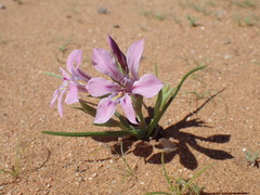 Lapeirousia barklyi