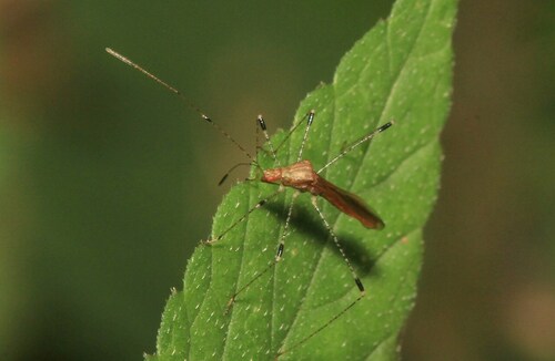Photo of enchanter's stiltbug (Metatropis rufescens)