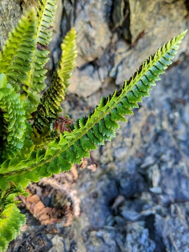 Kruckeberg's sword fern (Polystichum kruckebergii)