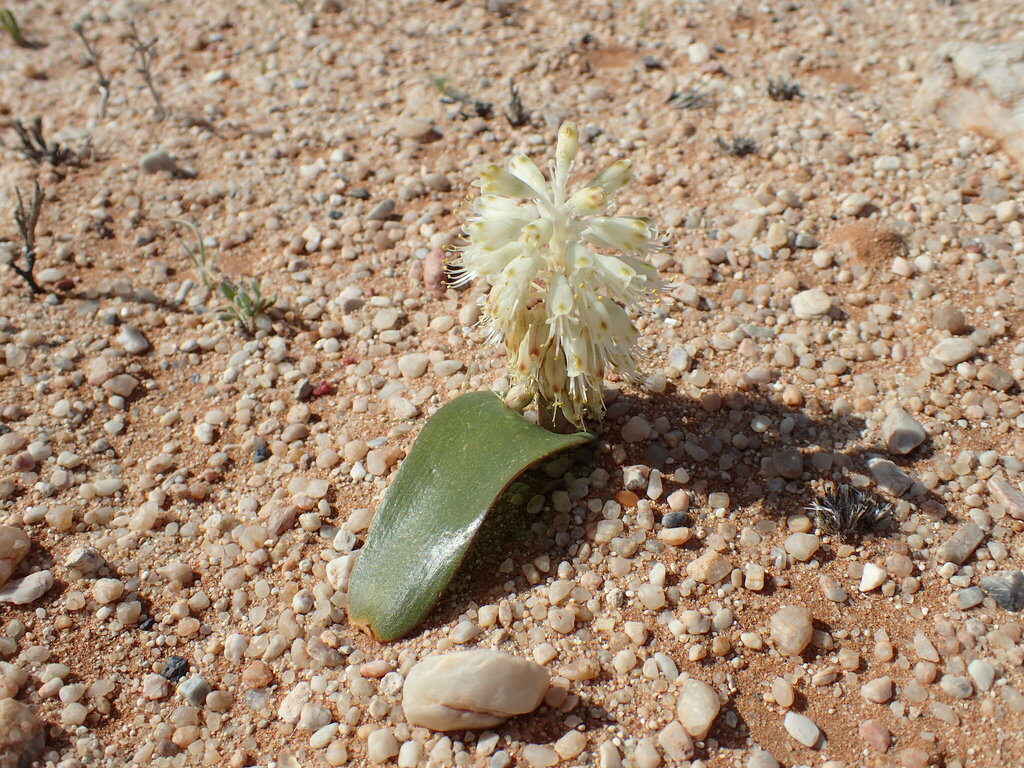 Lachenalia nutans, Luderitz, NA-KA, NA