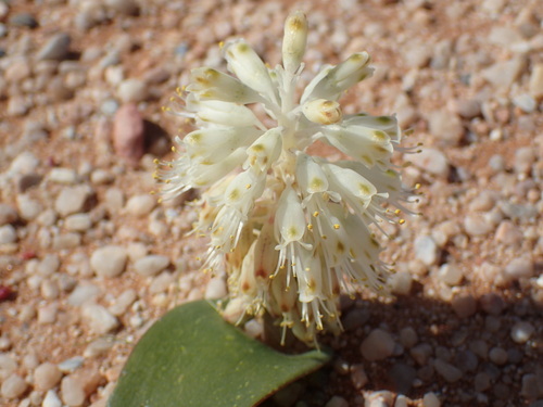Image of Lachenalia nutans by (c) Mahomed Desai, some rights reserved (CC BY)