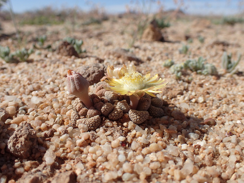 Titanopsis schwantesii, Luderitz, NA-KA, NA