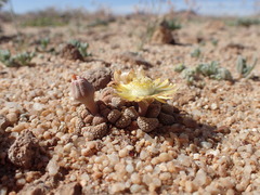 Titanopsis schwantesii