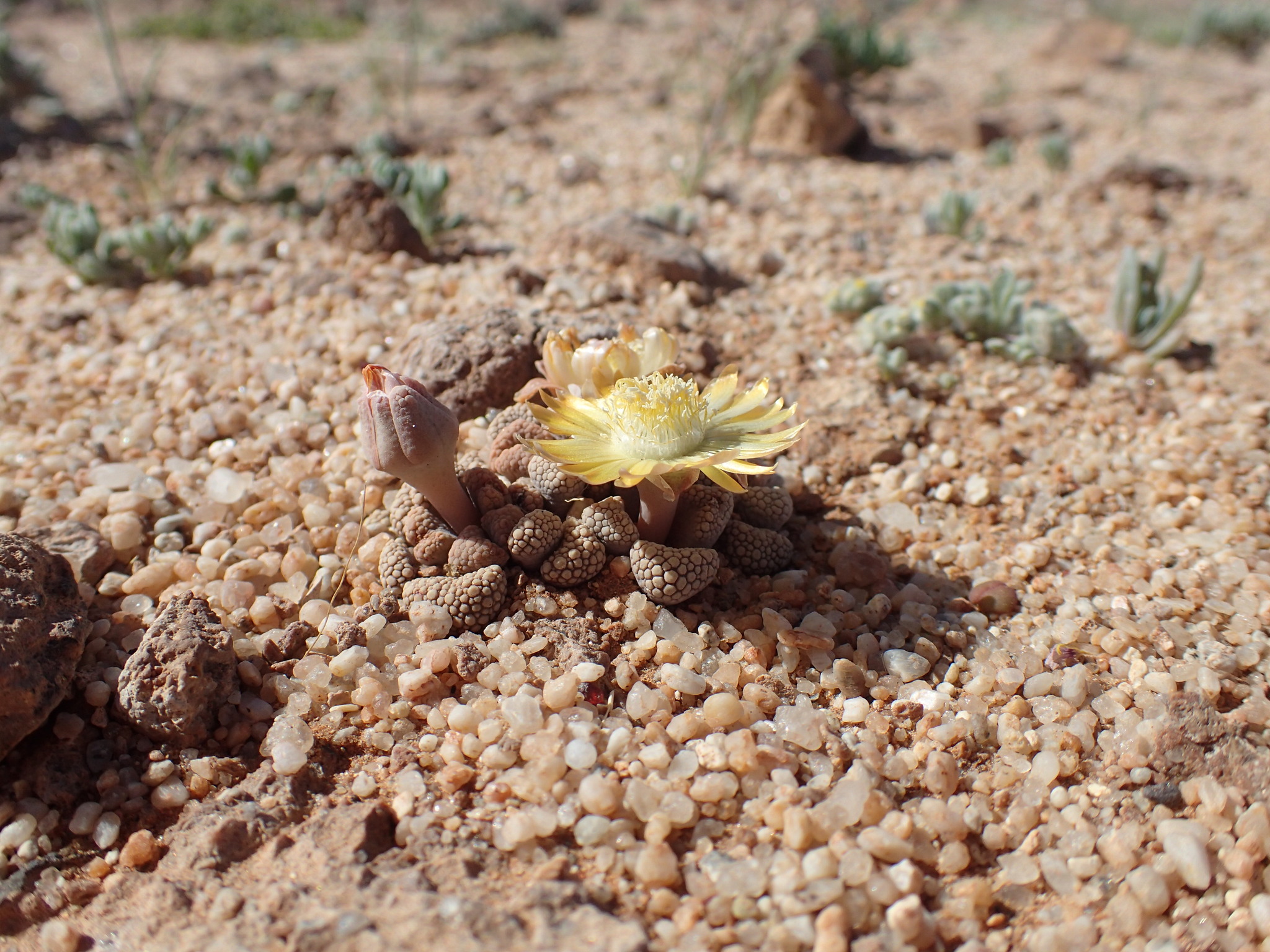 Titanopsis schwantesii 2