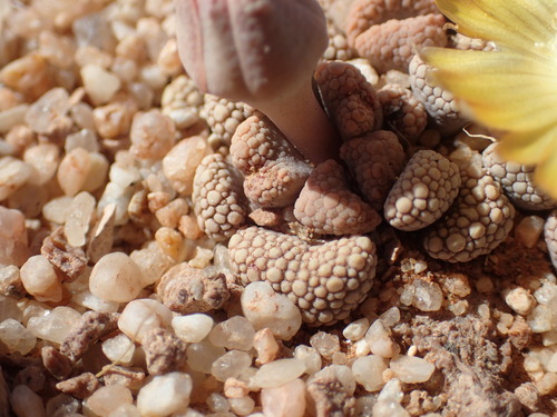 Image of Titanopsis Schwantesii (Titanopsis schwantesii) by (c) Mahomed Desai, some rights reserved (CC BY)