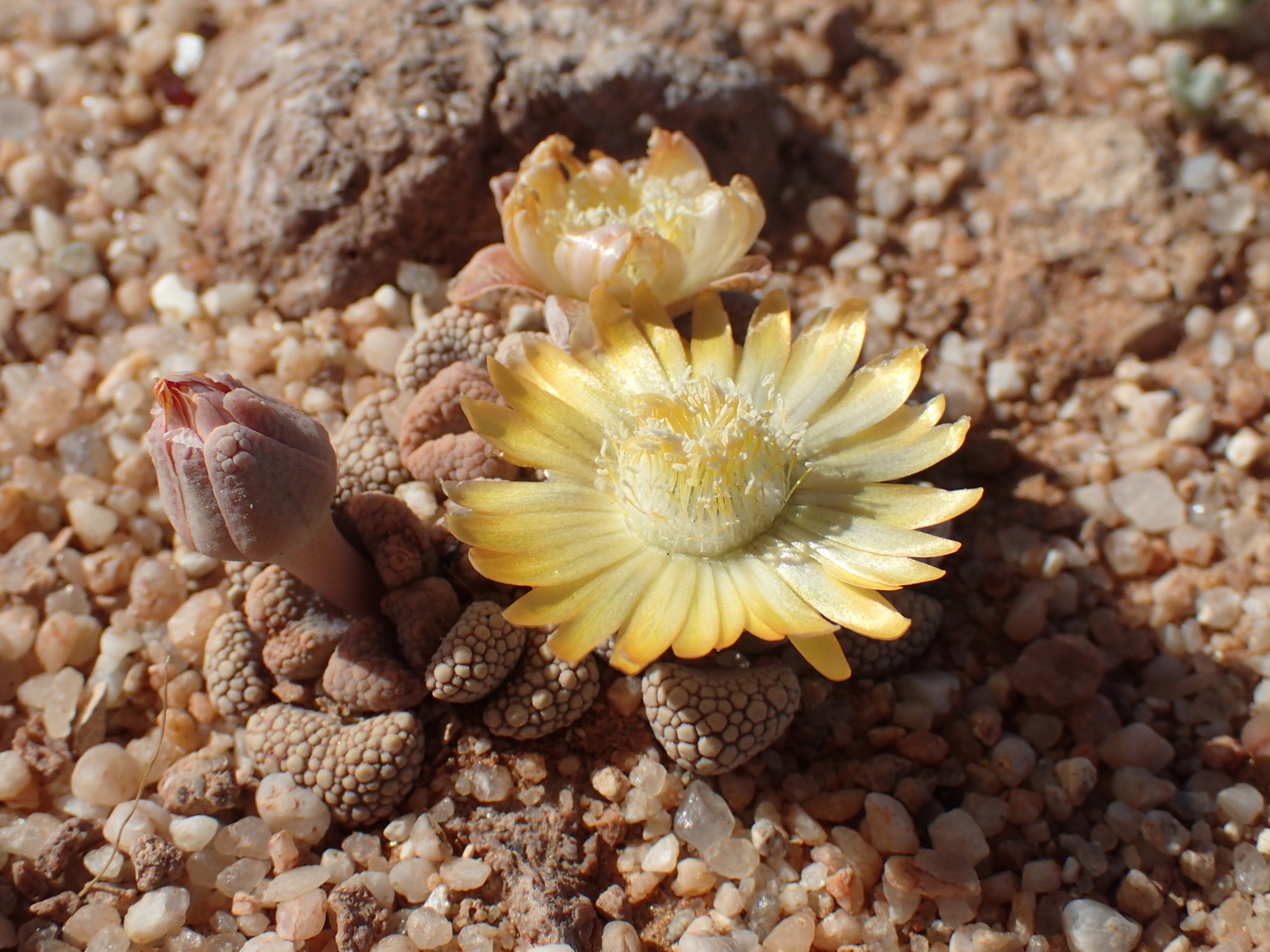 Titanopsis schwantesii 3