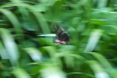 Heraclides anchisiades capys