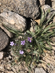 Langloisia setosissima