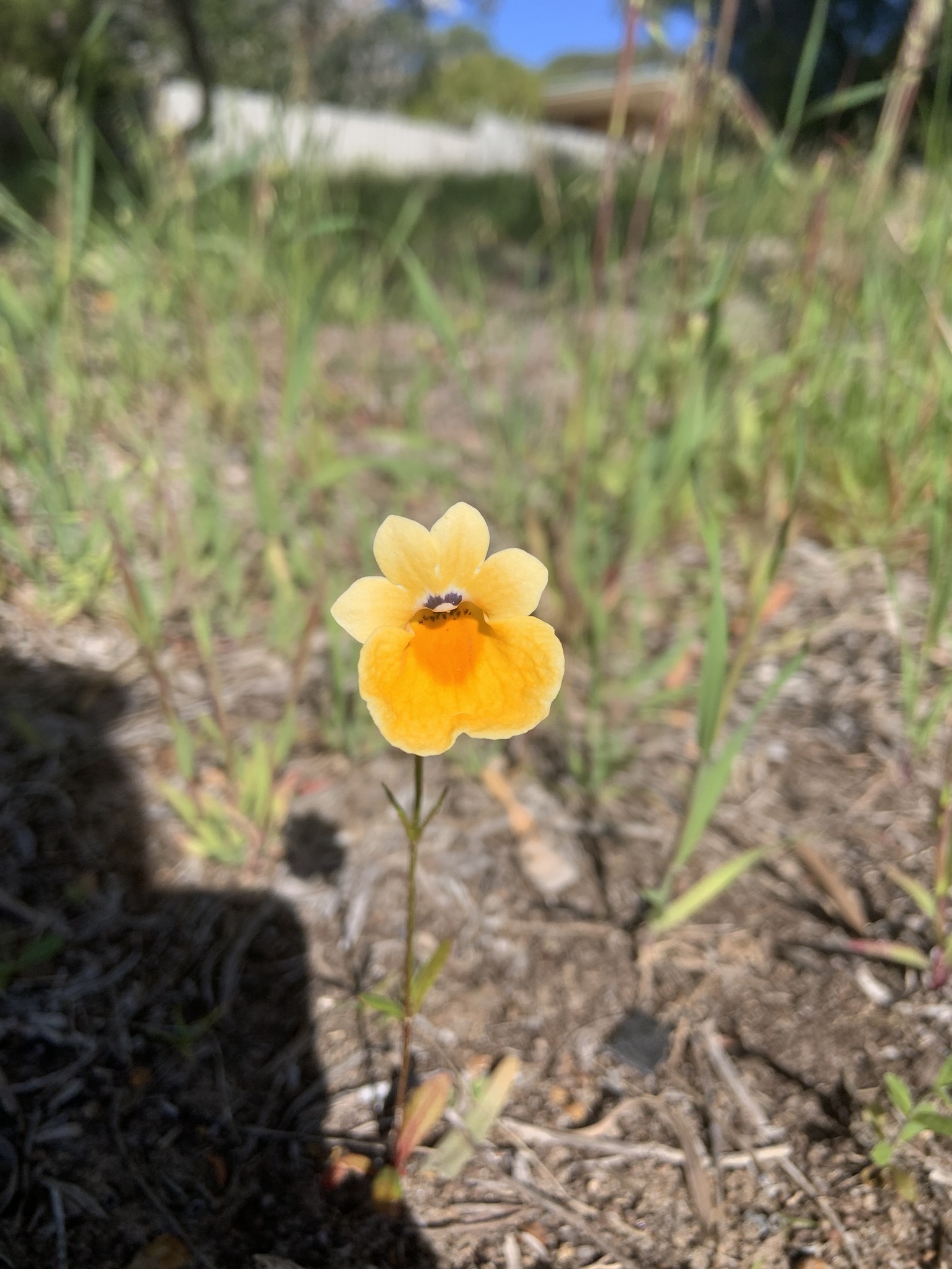 Imagem de Nemesia
