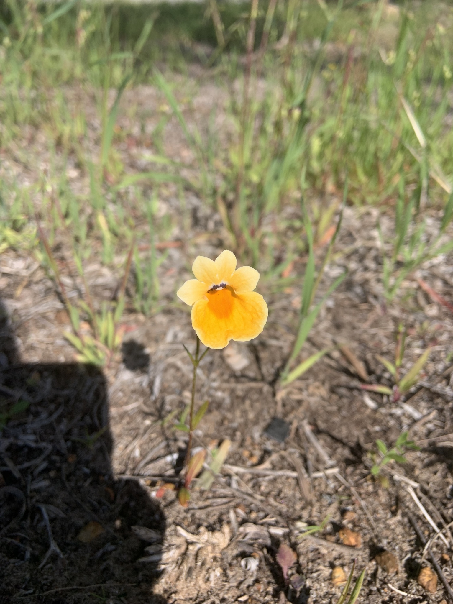 Imagem de Nemesia