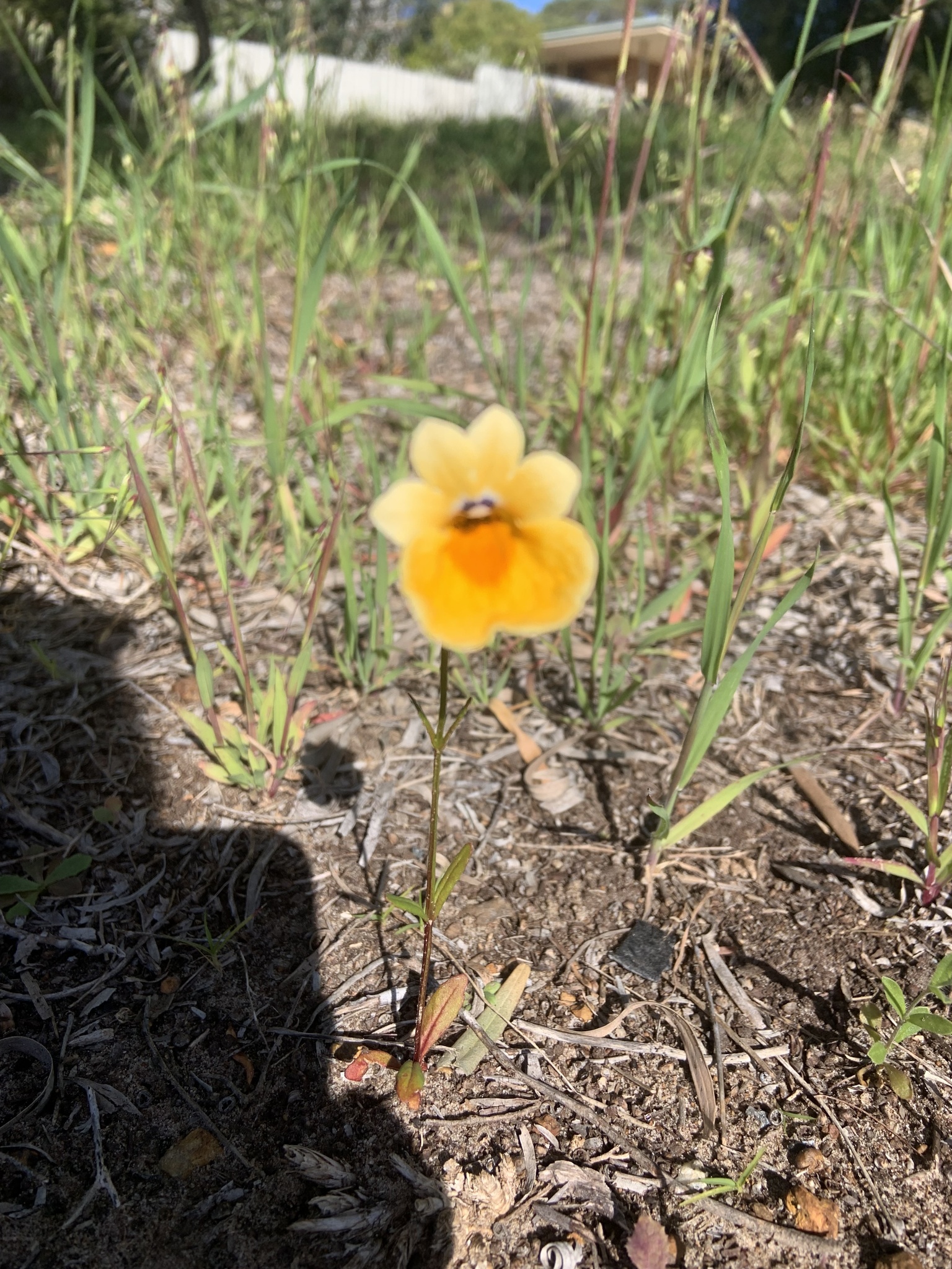 Imagem de Nemesia
