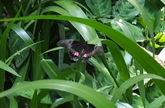 Heraclides anchisiades capys