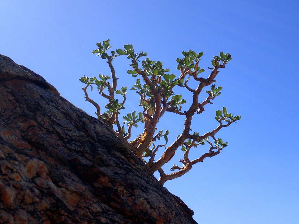 Othonna graveolens, Karas Region, Namibia