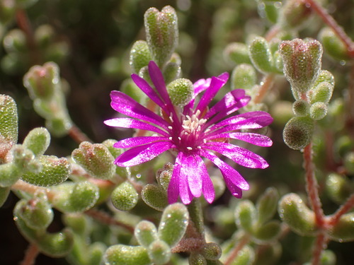Drosanthemum pauper